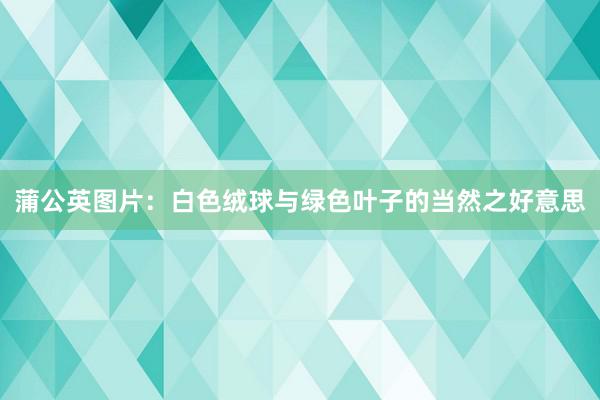 蒲公英图片：白色绒球与绿色叶子的当然之好意思